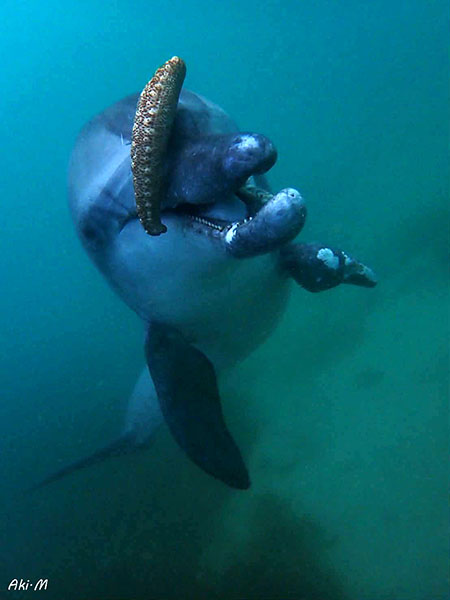 今週もイルカと遊ぶ