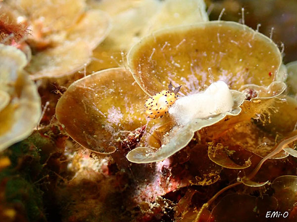 唐津でダイビング｜水中から見る七ツ釜