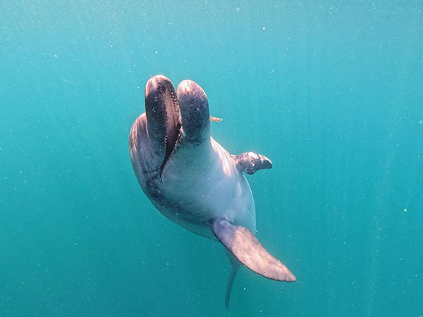 青海島でダイビング｜イルカくん登場