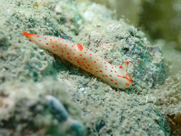 青海島でダイビング｜春はウミウシの季節