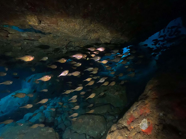 大分・深島でダイビング｜回遊魚の季節